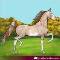 Horse Color:Gray Gold Champagne Roan Splash Frame 