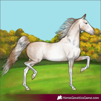 Horse Color:Gray Gold Champagne Roan Splash Frame 
