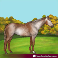 Horse Color:Gray Chestnut 