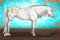 Horse Color:Silver Bay Dun Appaloosa
