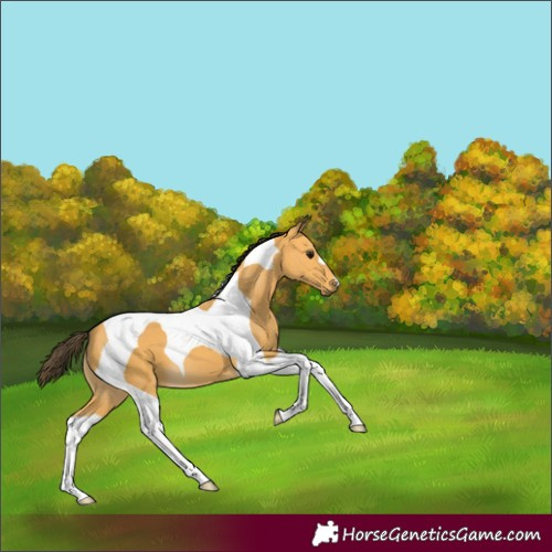 Horse Color:Buckskin Tobiano