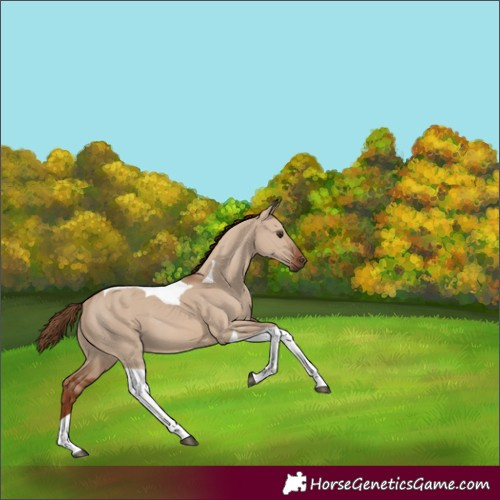 Horse Color:Red Dun Tobiano