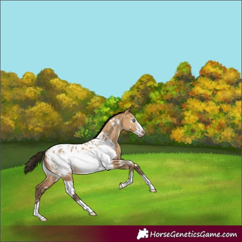 Horse Color:Gray White Spotted Amber Champagne Dun Frame Blanket Rabicano 