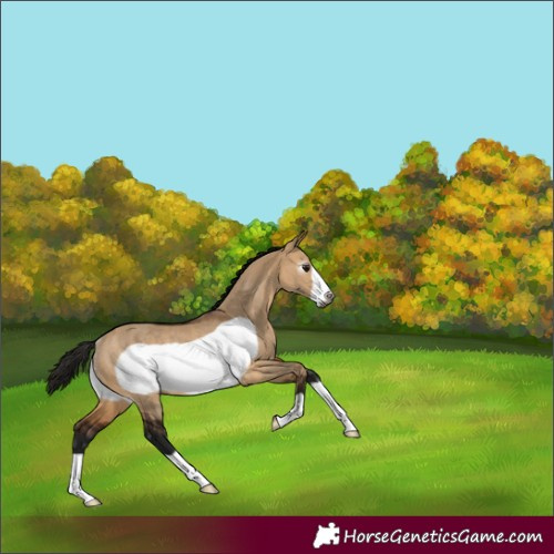 Horse Color:Gray Bay Dun Frame Rabicano