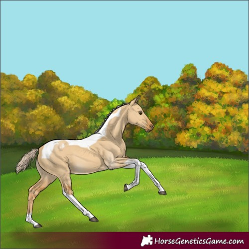 Horse Color:Palomino Dun Tobiano