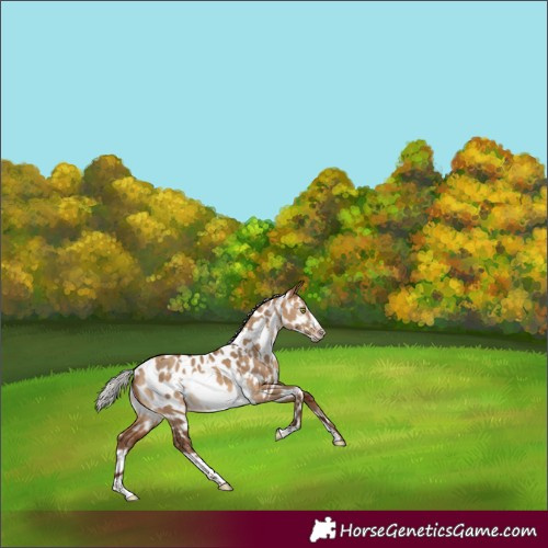 Horse Color:Gray White Spotted Silver Amber Champagne Dun Frame Near Leopard 