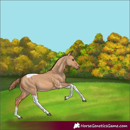 Horse Color:Red Dun Tobiano