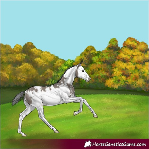 Horse Color:White Spotted Grullo Splash Frame Rabicano