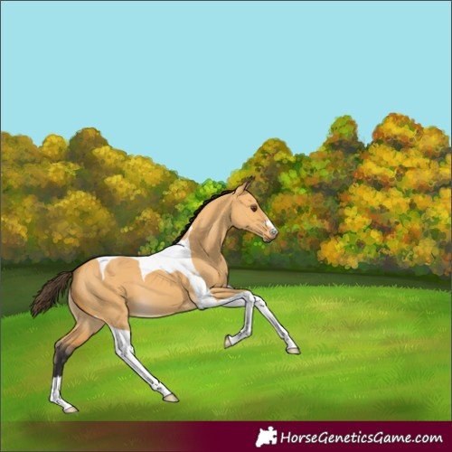 Horse Color:Buckskin Dun Tobiano 