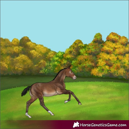 Horse Color:Gray Amber Champagne