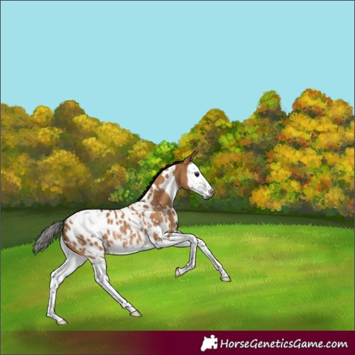 Horse Color:Gray White Spotted Bay Dun Splash Blanket Rabicano