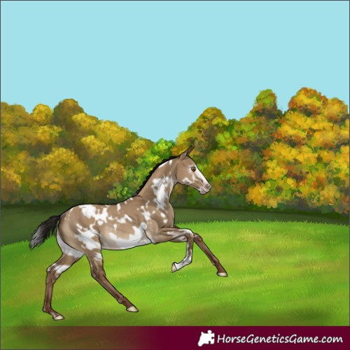 Horse Color:Gray White Spotted Classic Champagne Dun Frame Rabicano