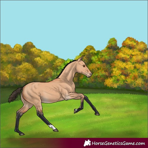 Horse Color:Bay Dun