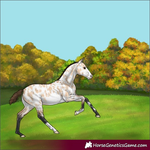 Horse Color:Bay Dun Frame Appaloosa