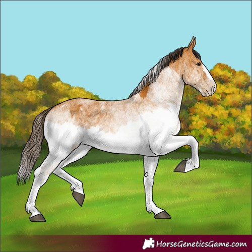 Horse Color:White Spotted Buckskin Splash  and White Spotted Buckskin Splash 