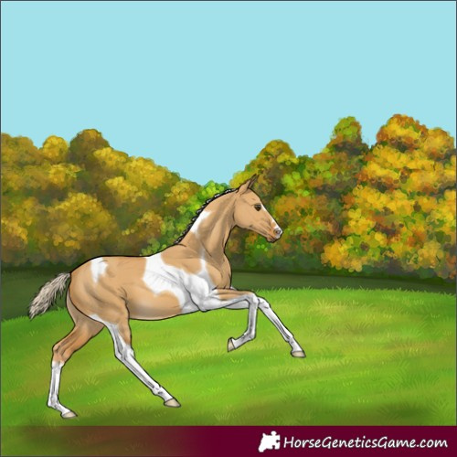 Horse Color:Palomino Dun Tobiano 