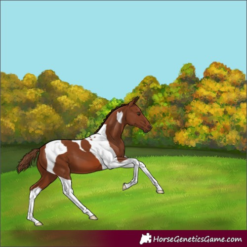 Horse Color:Chestnut Tobiano