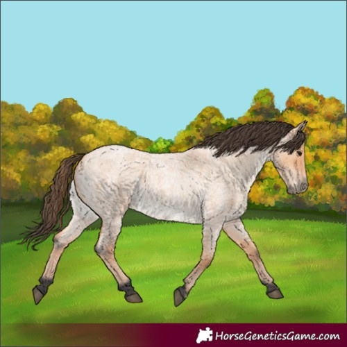 Horse Color:Bay Roan Dun