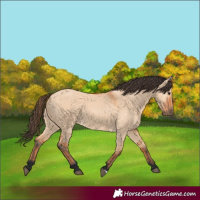 Horse Color:Bay Dun