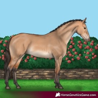 Horse Color:Bay Dun