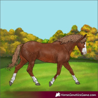 Horse Color:Chestnut 
