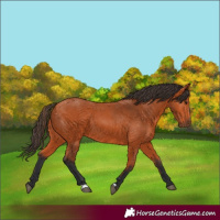Horse Color:Bay 