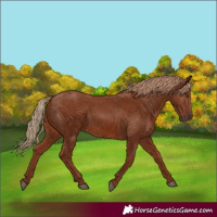 Horse Color:Chestnut 