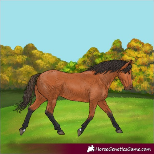 Horse Color:Bay 