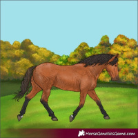 Horse Color:Bay 