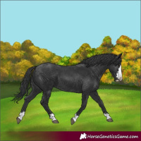 Horse Color:Black 