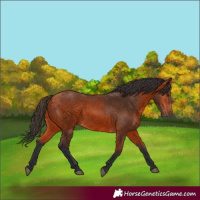 Horse Color:Bay 