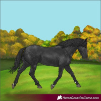 Horse Color:Black 