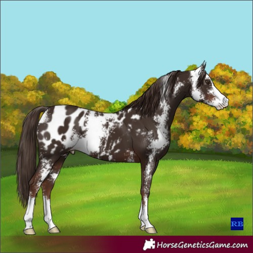 Horse Color:Liver Chestnut Sabino Appaloosa 