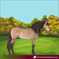 Horse Color:Bay Dun