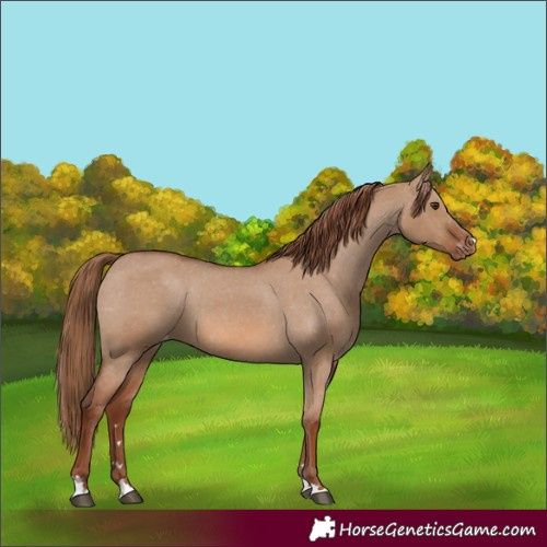 Horse Color:Red Dun Appaloosa 