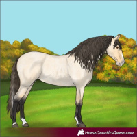 Horse Color:Buckskin Roan Dun Splash 