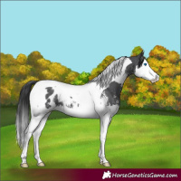Horse Color:Black Sabino Splash Tobiano Appaloosa 