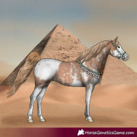 Horse Color:Chestnut Sabino Splash Appaloosa 