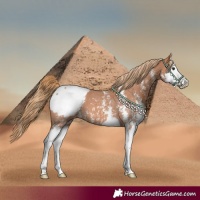 Horse Color:Chestnut Sabino Splash Appaloosa 