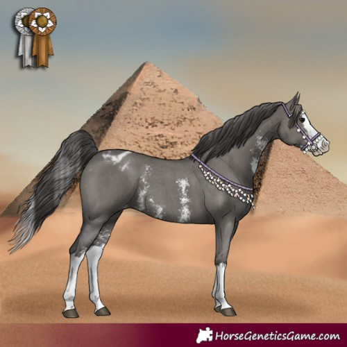 Horse Color:Grullo Sabino Splash Appaloosa 