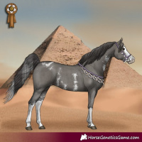 Horse Color:Grullo Sabino Splash Appaloosa 