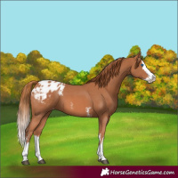 Horse Color:Chestnut Sabino Splash Varnish 