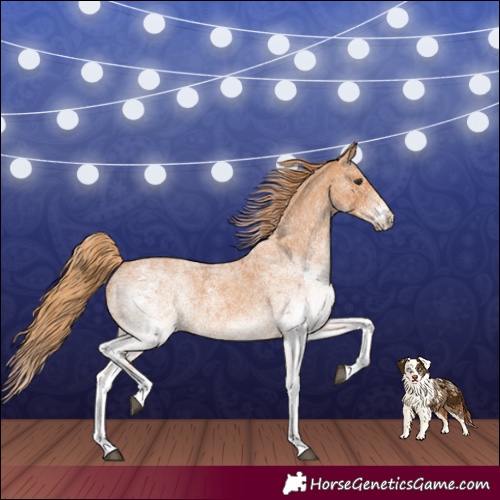 Horse Color:White Spotted Red Roan 