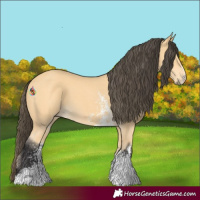 Horse Color:Buckskin Sabino