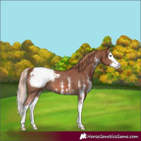 Horse Color:Chestnut Sabino Splash Snowcap 