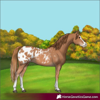 Horse Color:Chestnut Sabino Splash Appaloosa 