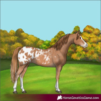 Horse Color:Chestnut Sabino Splash Blanket 