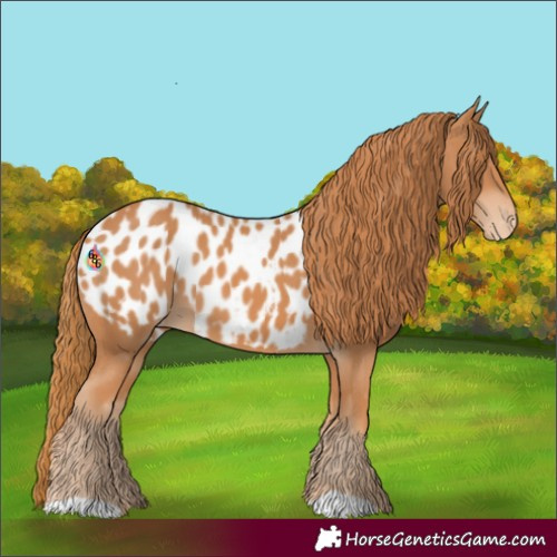 Horse Color:Chestnut Near Leopard 