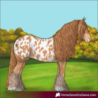 Horse Color:Chestnut Near Leopard 