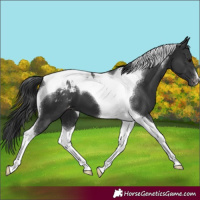 Horse Color:Black Tobiano Appaloosa